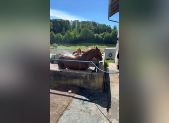 Allevamento di puledri con cuore, intelligenza e le migliori condizioni per il futuro 🐴🌿