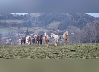 Aufzuchtplatz für Quarter und Paint Horse Stute Wallach 