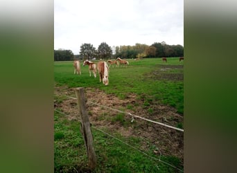 Aufzuchtplatz für Stutfohlen 