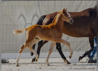 Aufzuchtplatz für Warmblüter Absetzer aus 2024 frei