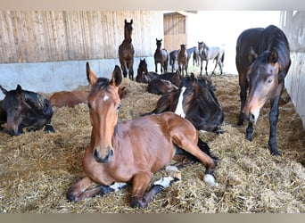 ⚜️Exklusive Aufzucht von Hengst- & Stutfohlen⚜️