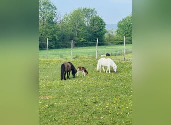 Posto di allevamento per puledra di mini Shetty