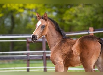 Zuchtstutenpension/Vollpension und Jungpferdeaufzucht