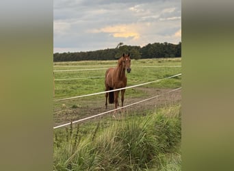 Arena di dressage situata direttamente vicino al Mare del Nord