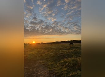 Arena di dressage situata direttamente vicino al Mare del Nord