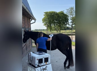 Arena di dressage situata direttamente vicino al Mare del Nord