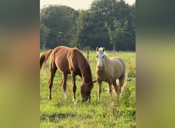Arena di dressage situata direttamente vicino al Mare del Nord