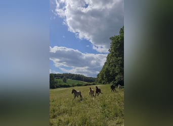 Pascolo estivo per cavallo a bassa alimentazione