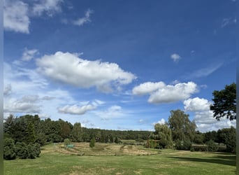 Sommerweide nördlich von Berlin