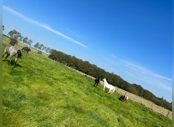 Sommerweideplätze Nordsee 