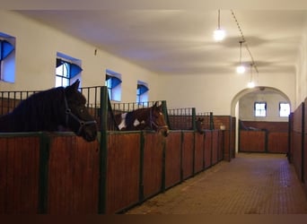 Centro Equestre