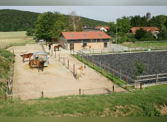 Platz in kleinem, privaten Bewegungsstall - Nähe Göttingen/Witzenhausen