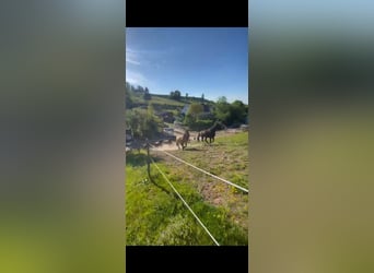 Stalla a cielo aperto, Paddock Trail