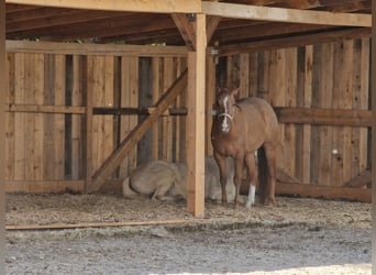 Stalla a paddock in una nuova struttura disponibile