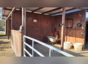 26629 Großefehn Felde: Offenstall, mehrere Plätze, Heulage, Selbstversorger 