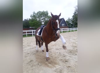 Box in paddock at the North Sea suitable for geldings, ideal for allergy sufferers, COPD, or asthma