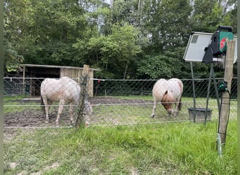 Cerco compagni di scuderia per un gruppo privato di proprietari di Shetland Pony