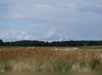  Exklusive Offenstallplätze in naturnaher Robusthaltung – 15754 Heidesee 