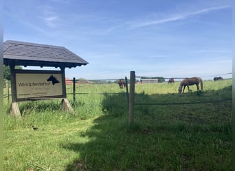 Gleich am Naturschutzgebiet  mit Tollen Reitplatz