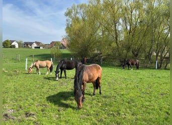Grosser Offenstall in 91166 Untersteinbach