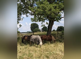 Ippocampi islandici in paddock aperto – autosufficienza – adatti ad allergici e a persone con proble