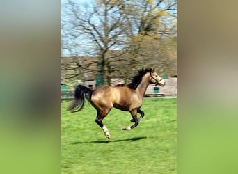 Offenstall für Rentner/Rekonvaleszens/Freizeitpferde