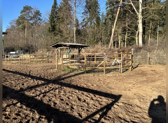 Offenstall Selbstversorger zur Miete für dich ganz alleine