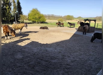 Offenstall und Boxen frei 