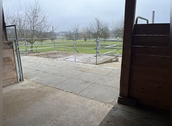 Offenstallplatz 6283 Baldegg für 4-6 Pferde.