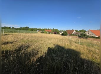 Offenstallplatz ab sofort verfügbar