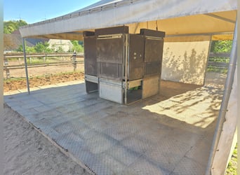 Offenstallplatz ab sofort verfügbar