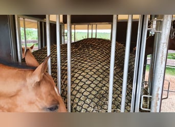 Offenstallplatz ab sofort verfügbar