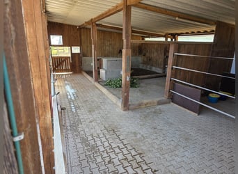 Offenstallplatz ab sofort verfügbar