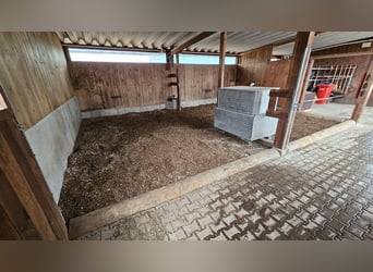 Offenstallplatz ab sofort verfügbar