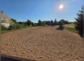 Offenstallplatz ab sofort verfügbar