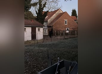 Offenstallplatz für Beistellpferd - KOSTENLOS