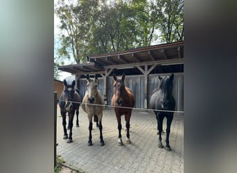 Offenstallplatz für Stute