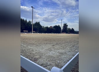 Offenstallplatz für Wallache (Würzburg/Schweinfurt/Bamberg)