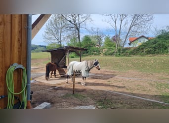 Offenstallplatz im vorderen Odenwald 