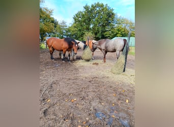 Paddock trail, box stall with outdoor run paddock