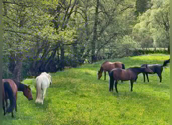 Paradiso di paddock all'aperto vicino al lago di Marbacher (Petersberg): posti disponibili!