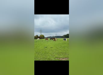 Pferdeboxen/Offenstall 