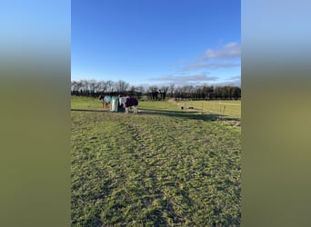 Pferdepensionsplätze in Süd-Dänemark – artgerecht & mit Herz