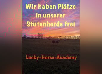 Pferdepensionsplätze in Süd-Dänemark – artgerecht & mit Herz
