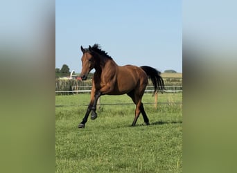 Posti disponibili in paddock aperto e box liberi a partire dal 1° maggio 2026