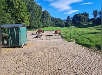 Posti disponibili in paddock libero