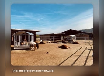 Posti disponibili per il ricovero di cavalli islandesi a Biebergemünd, 63599