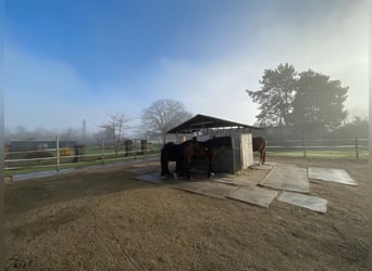 Posto disponibile in paddock a cielo aperto