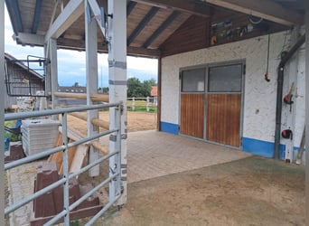 Posto disponibile in paddock aperto, adatto per i cervi