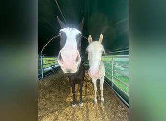Posto disponibile in pascolo privato con paddock
